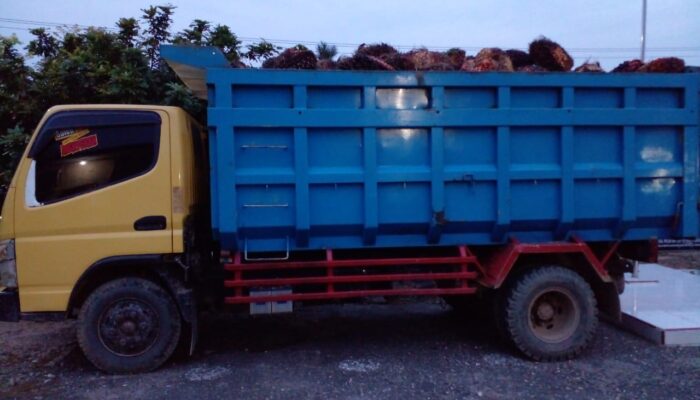 Reskrim Langga Payung Tangkap TBS Curian Milik Kebun PTTN.