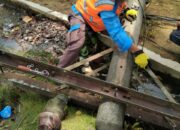 Akibat Pohon Rambung Tumbang, Tiga Tiang PLN Patah Meterial Lainya Rusak Berat