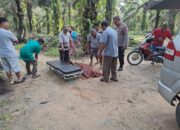 Mantan Karyawan BUMN, Tak bernafas Saat Ditemukan Samping Jankos Perkebunan Aek Torop.