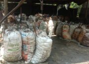 Harga Getah Karet di Labusel Berfluktuasi, Petani Hadapi Tantangan Cuaca