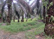 Air Beraroma Tak Sedap Berasal dari Area Perkebunan Lain, Bukan Milik PT GSL