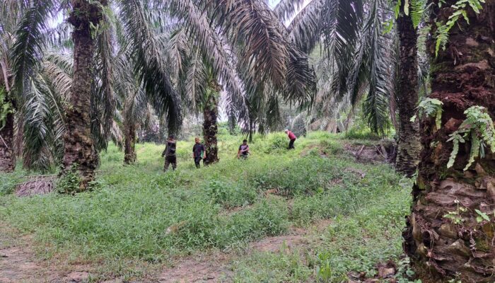 Air Beraroma Tak Sedap Berasal dari Area Perkebunan Lain, Bukan Milik PT GSL