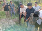 Pelaku Pembunuhan Sadis di Kebun Sawit Labusel Takluk Tangan Polisi