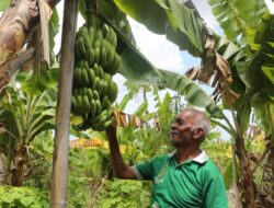 Kampung Reforma Agraria Baumata di Kupang, Capai Kemandirian Ekonomi Melalui Budidaya Pisang Cavendish
