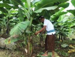 Berdaya dengan Akses Reforma Agraria, Desa Asahduren Lebih Produktif dengan Pisang Cavendish