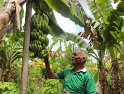 Reforma Agraria Ubah Pola Pikir Warga Desa Baumata di Kabupaten Kupang, Hasilkan Peningkatan Penghasilan Petani