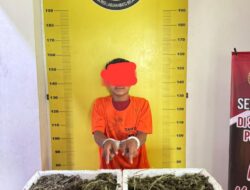 Satresnarkoba Labusel Kembali Bongkar Narkotik 13,7 Kg Ganja Kering.