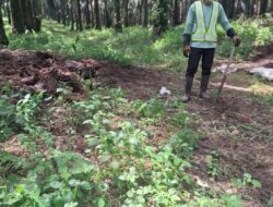 PTPN IV Regional I Klarifikasi Dugaan Ketidaksesuaian Pemupukan di Kebun Torgamba