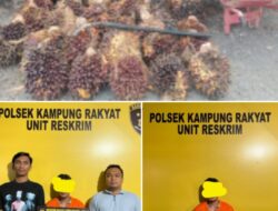 Aksi Pencurian Sawit di Perlabian Digagalkan..! 260 KG TBS, AT Tak Berkutik.